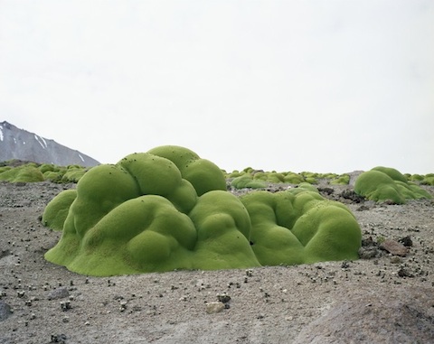 The oldest living things in the world